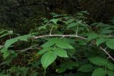 Rubus idaeus