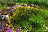 Cytisus decumbens