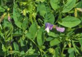 Vicia bithynica