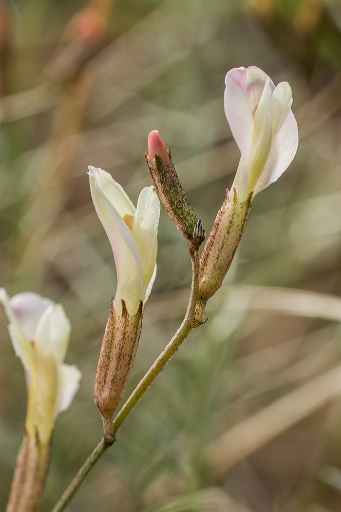 Изображение особи Astragalus pseudotataricus.