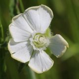 Melandrium latifolium. Цветок. Ростовская обл., Неклиновский р-н, Фёдоровское с/п, дол. р. Сухой Еланчик, на берегу, луг на склоне. 29.05.2017.