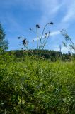 Sanguisorba officinalis