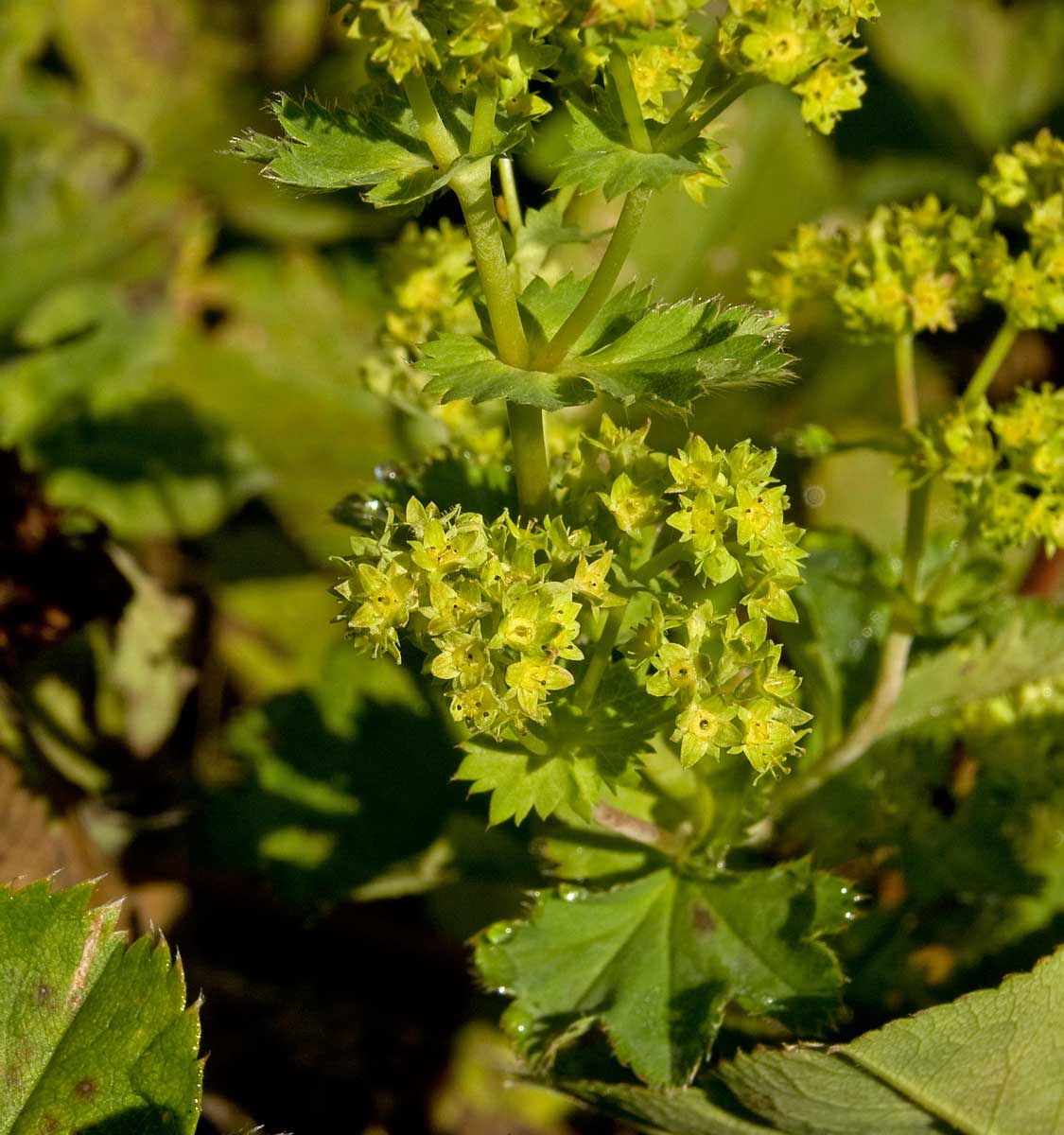 Изображение особи род Alchemilla.