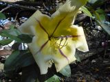Solandra maxima. Цветок (диаметр - 20 см). Австралия, г. Брисбен, частная застройка, в культуре. 06.08.2017.