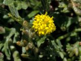 Anthemis rigida