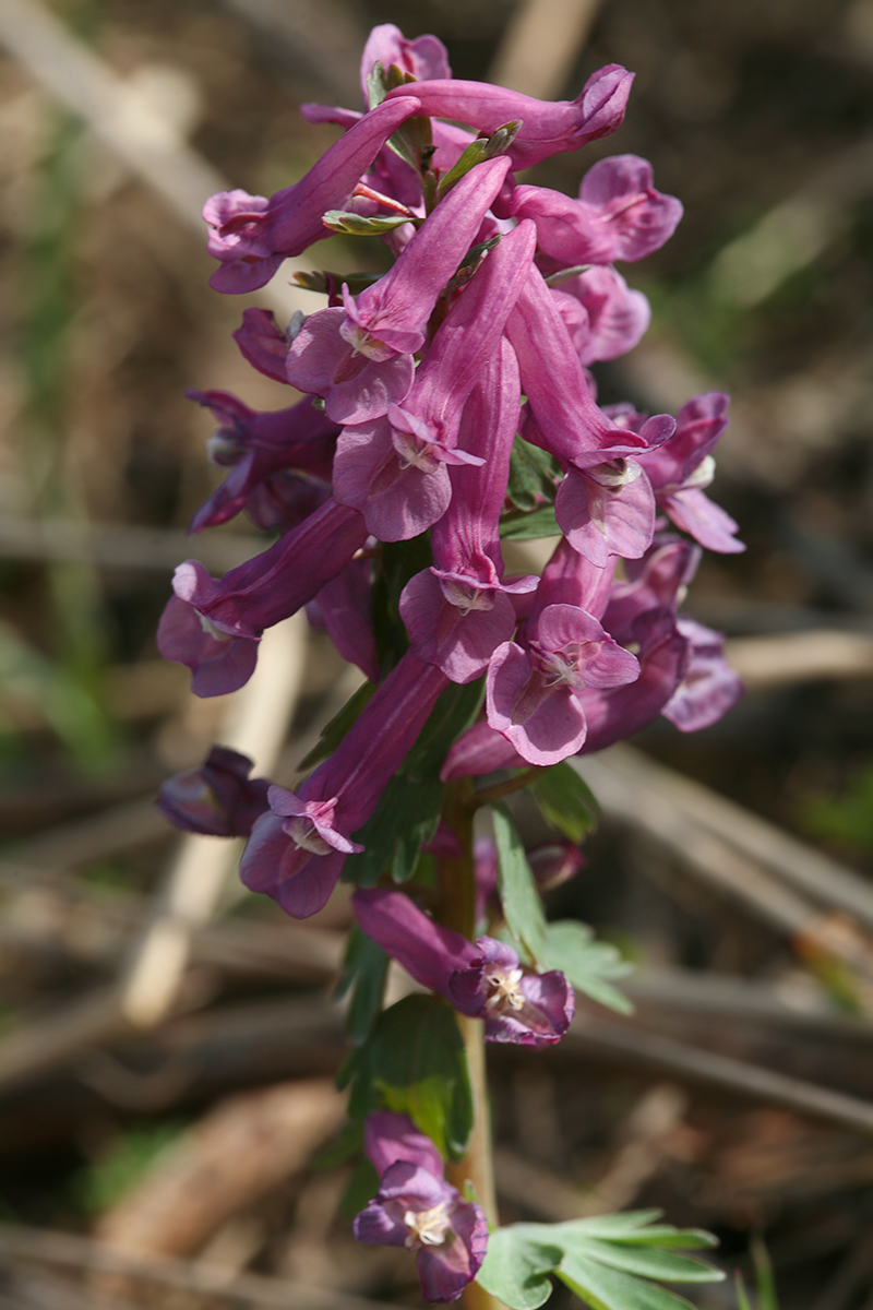 Изображение особи Corydalis solida.