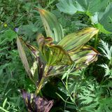 Veratrum lobelianum