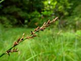 Carex elongata. Соплодие. Беларусь, Гродненская обл., Новогрудский р-н, Кошелевский сельсовет, окр. дер. Чемеровка, лесное осоково-сфагновое болото в ельнике чернично-зеленомошном. 02.07.2014.