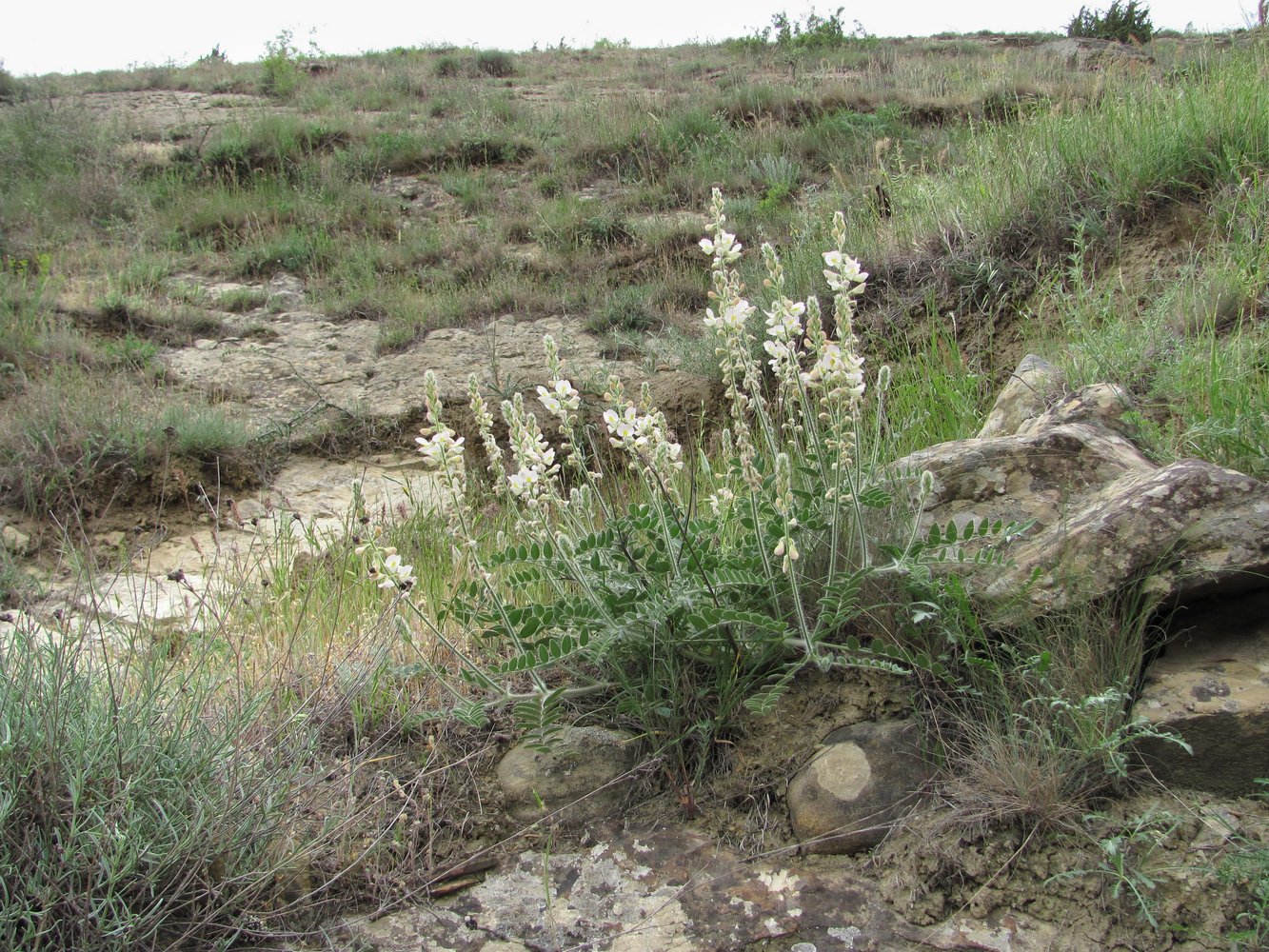 Изображение особи Onobrychis majorovii.