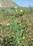 Helianthemum lasiocarpum