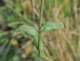 Myosotis sylvatica. Фрагмент стебля с листьями. Грузия, Казбегский муниципалитет, средняя часть долины Чаухицхали, ≈ 2500 м н.у.м, луг. 01.08.2018.