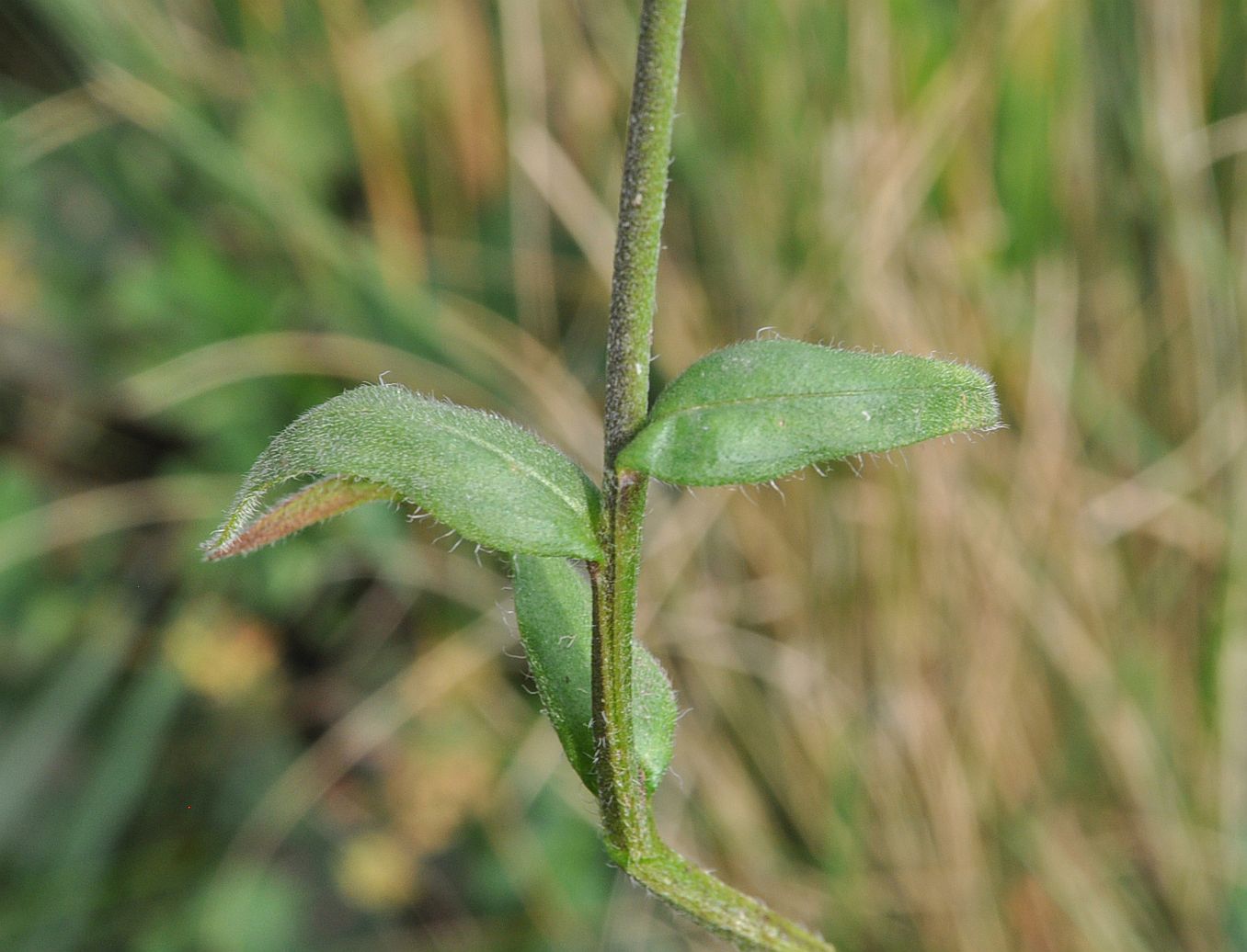 Image of Myosotis sylvatica specimen.