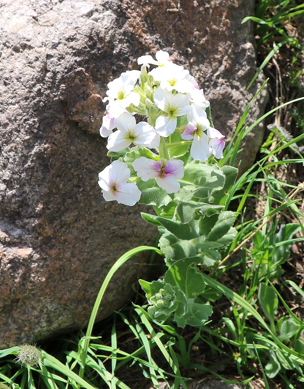 Изображение особи Hesperis hirsutissima.