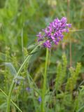 Betonica officinalis. Верхушка побега с соцветием. Ленинградская обл., Волосовский р-н, разнотравно-злаковый суходольный луг на известняке. 14.07.2018.