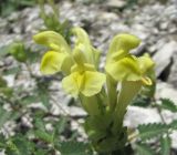 genus Scutellaria