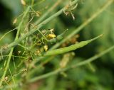 Brassica rapa ssp. pekinensis