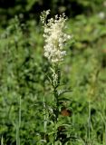 Filipendula ulmaria. Верхушка побега с соцветием. Томская обл., г. Томск, окр. Академгородка, разнотравный луг. 29.06.2021.