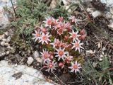 Rosularia alpestris