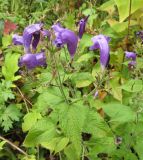 Strobilanthes wallichii