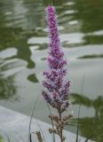 Astilbe chinensis