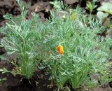 Eschscholzia californica. Зацветающее растение. Республика Алтай, Чемальский р-н, с. Чемал, в культуре. 23.06.2010.