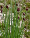 Allium atrosanguineum