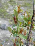 Salix hastata. Верхушка веточки с женским соцветием. Республика Алтай, Кош-Агачский р-н, Северо-Чуйский хр., верховье р. Актру, правый берег р. Актру. 18.06.2018.