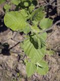 Alnus incana. Верхушка молодого побега. Владимирская обл., окр. г. Александров, сырой луг. 10.06.2022.