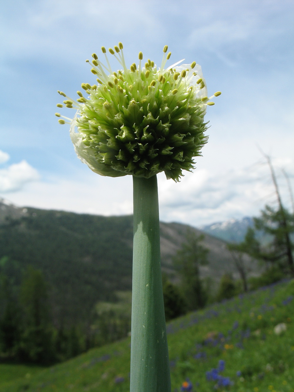 Изображение особи Allium altaicum.