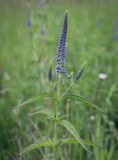 Veronica longifolia