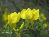 Chamaecytisus ruthenicus