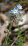 Myosotis ramosissima. Соцветие. Крым, Ялта, Холм Славы, ниже станции канатной дороги. 21 апреля 2012 г.