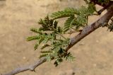 Vachellia подвид raddiana