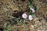 Convolvulus arvensis. Побег с цветками. Южный Казахстан, нижний Боролдай, 2 км выше пос. Коктюбе. 02.06.2012.