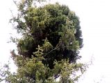 Picea obovata