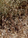 Papaver pavoninum