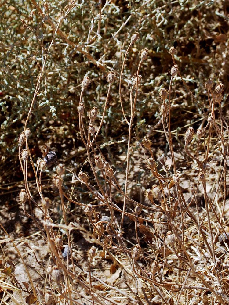 Изображение особи Papaver pavoninum.