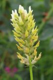 Astragalus cicer. Соцветие. Ростовская обл., Неклиновский р-н, Носовское с/п, балка Камышовая. 12.06.2013.