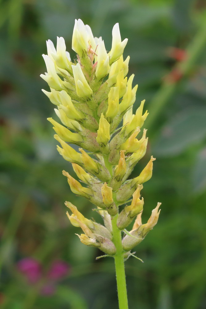 Image of Astragalus cicer specimen.