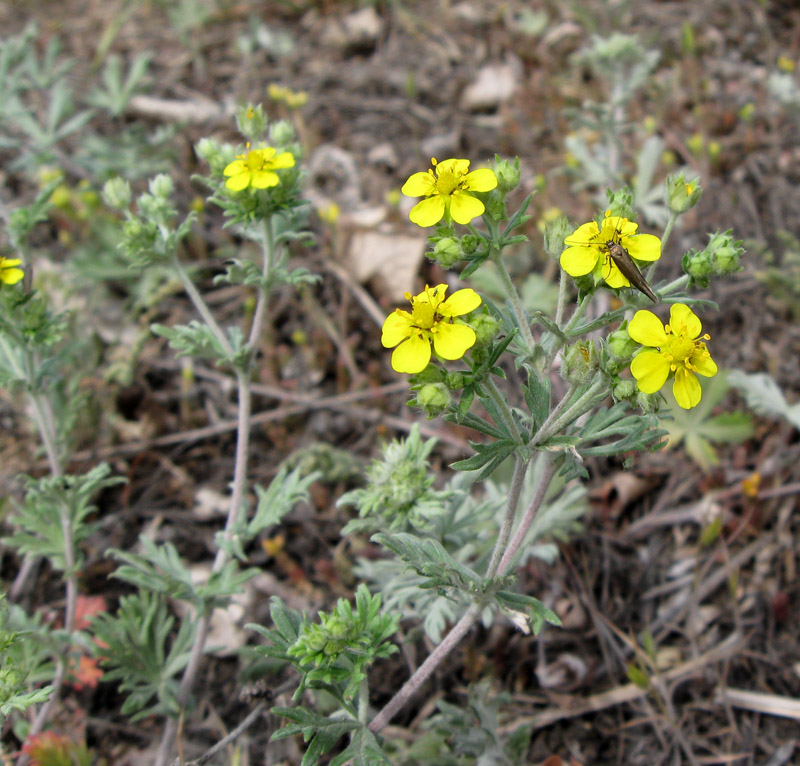 Изображение особи Potentilla argentea.