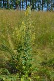 Verbascum lychnitis