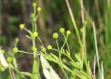 Ranunculus ophioglossifolius