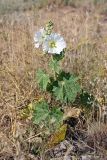 Alcea nudiflora. Цветущее растение. Южный Казахстан, южное обрамление перевала Чокпак. 23.06.2013.