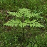 Pteridium подвид sibiricum