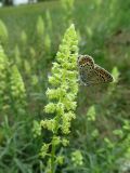 Reseda lutea