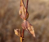 семейство Gentianaceae