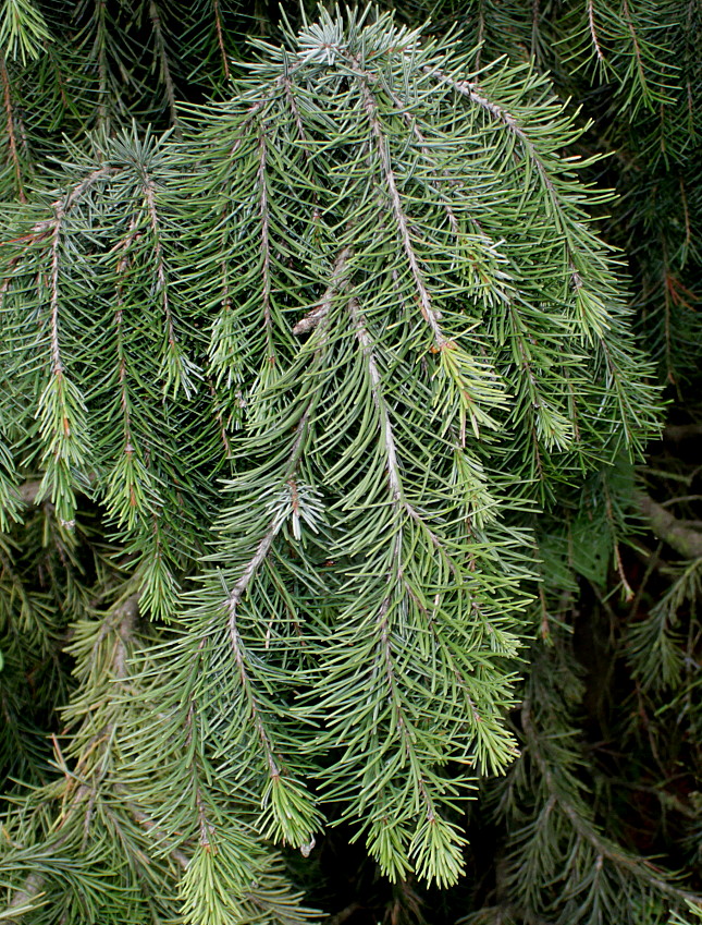 Изображение особи Picea breweriana.