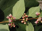 Symphoricarpos albus var. laevigatus