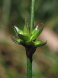 Carex polyphylla