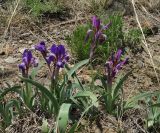 Iris glaucescens